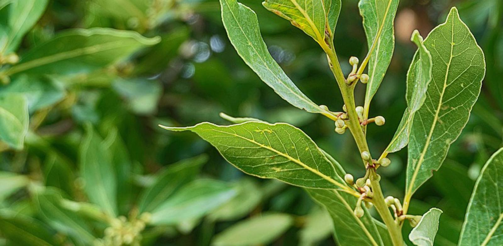 Le Processioni e Feste religiose a Messina tra Ionio e Peloritani
