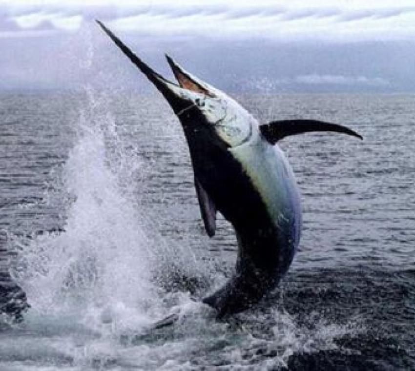 Pesca Pasticceria Enogastronomia