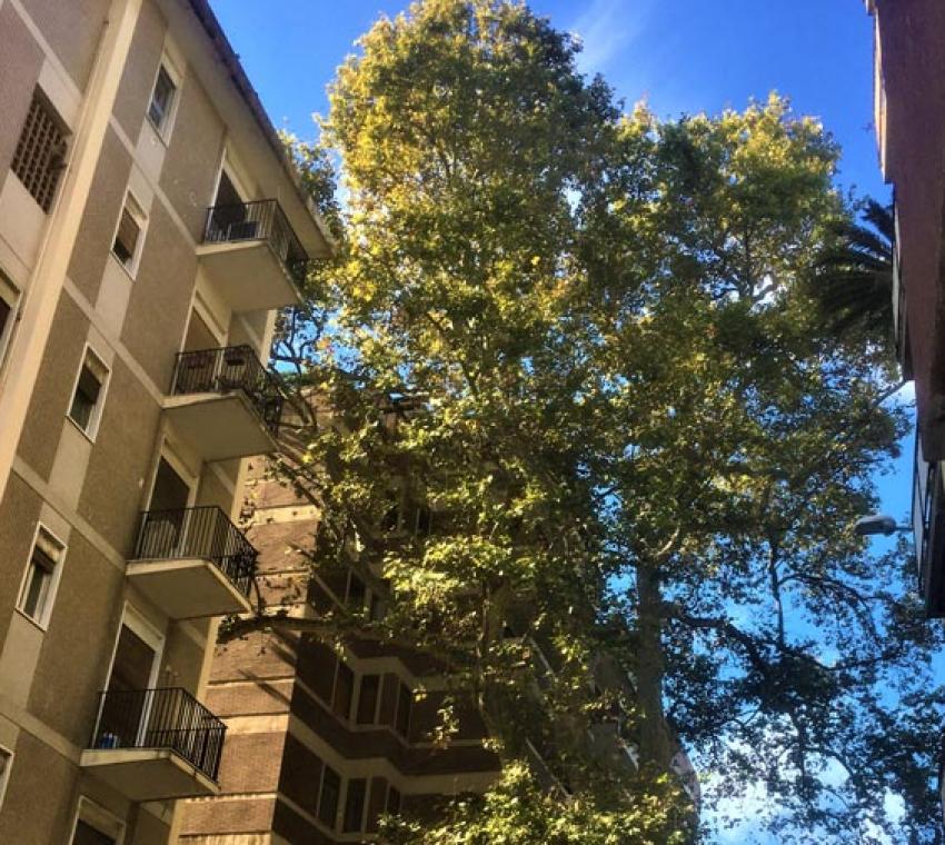  L’Albero di Garibaldi - Messina