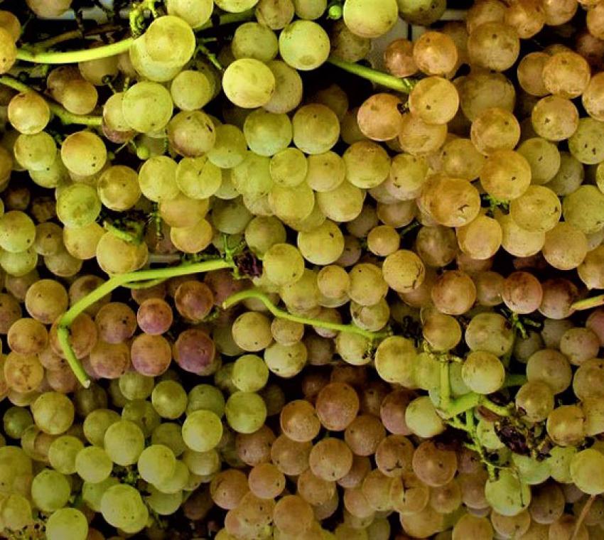 Vendemmia di sole - Messina