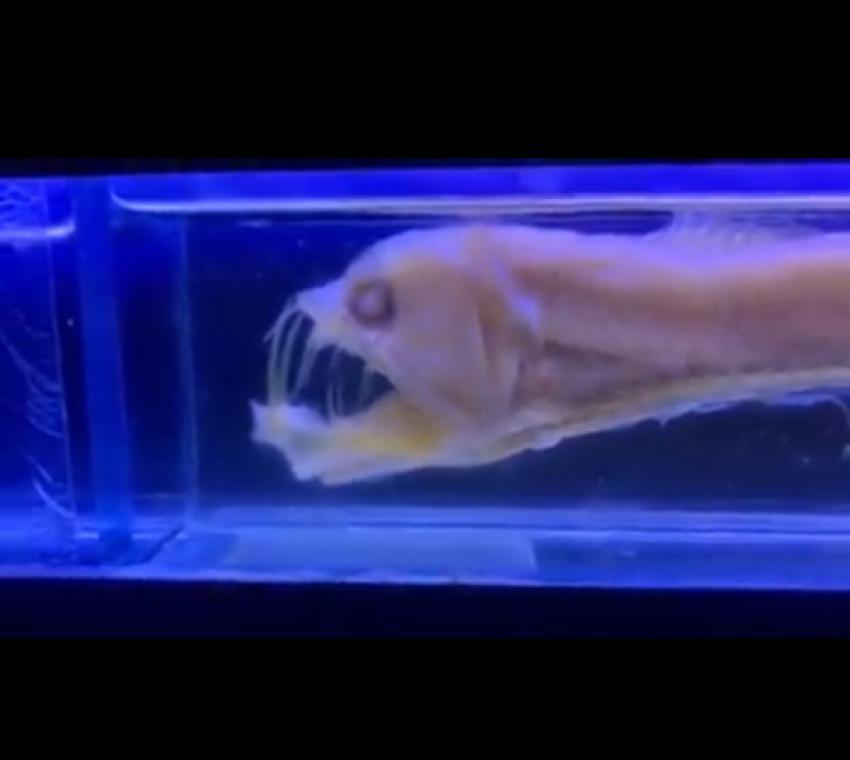 La fauna marina dello Stretto e le migrazioni