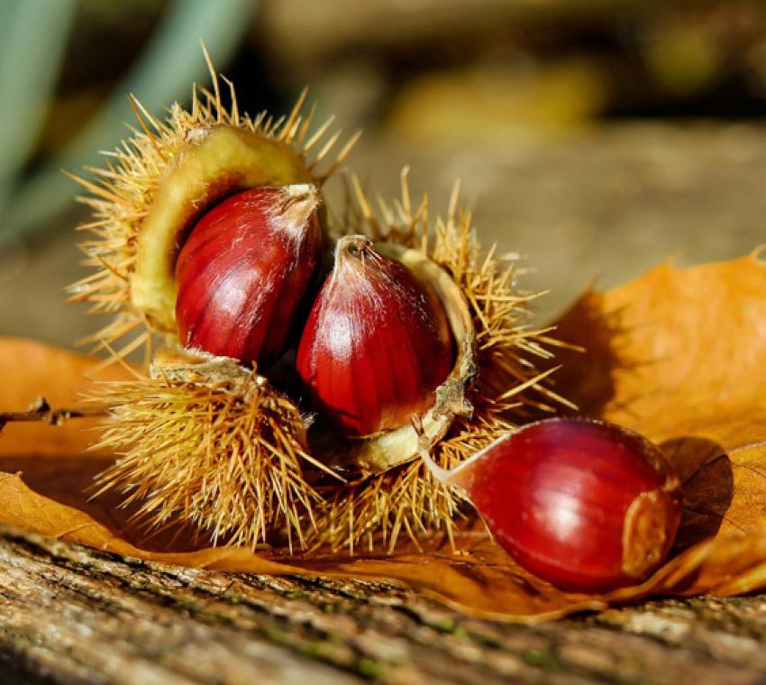 Sagre nei Peloritani