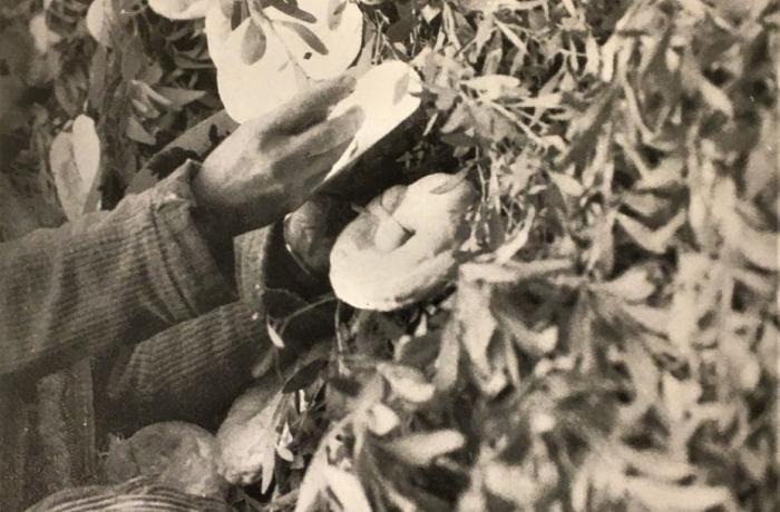 “U Pagghiaru” di Bordonaro  