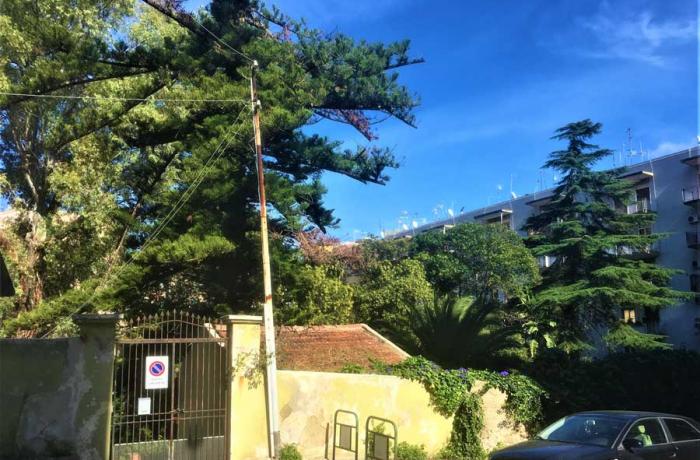 L’Albero di Garibaldi - Messina