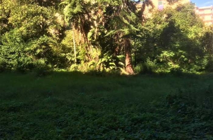 L’Albero di Garibaldi - Messina