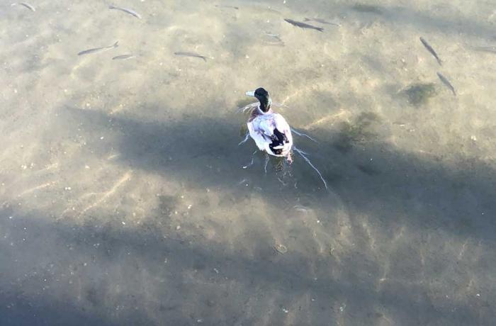 Riviera nord - Messina