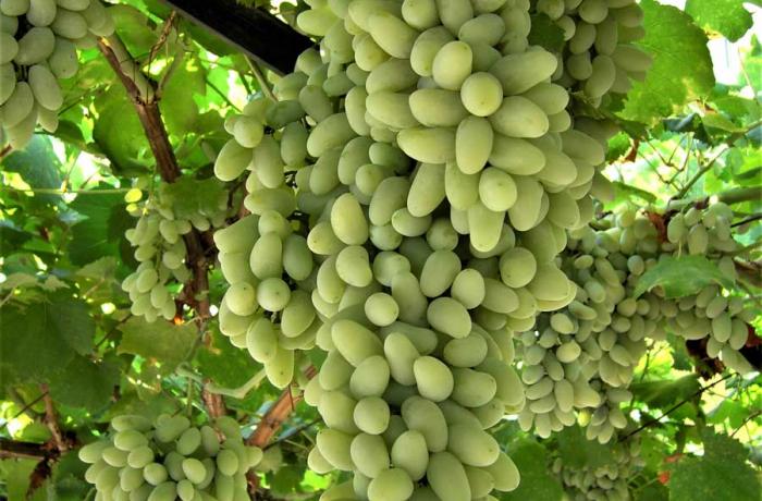 Vendemmia di sole - Messina