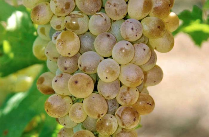 Vendemmia di sole - Messina