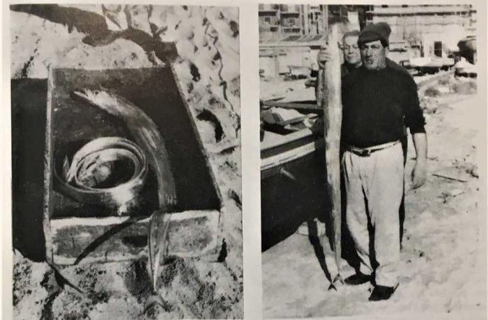 La fauna marina dello Stretto e le migrazioni