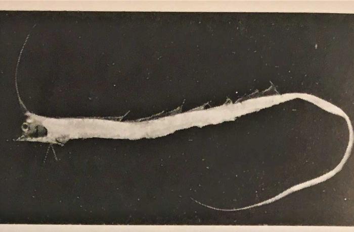 La fauna marina dello Stretto e le migrazioni