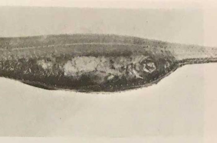 La fauna marina dello Stretto e le migrazioni