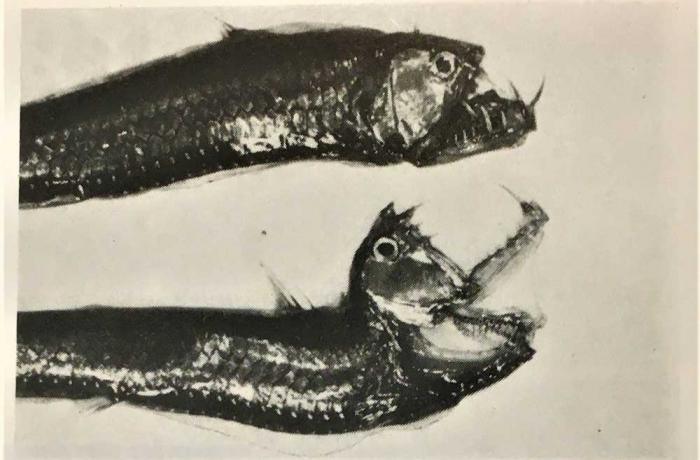 La fauna marina dello Stretto e le migrazioni