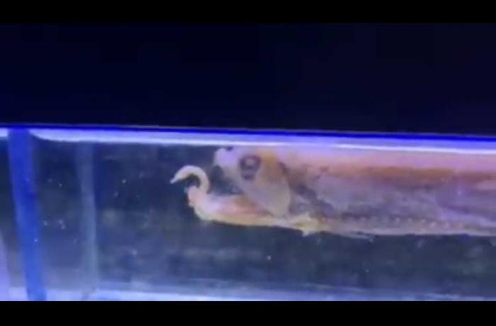 La fauna marina dello Stretto e le migrazioni