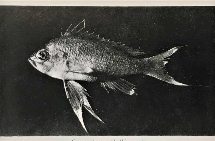 La fauna marina dello Stretto e le migrazioni