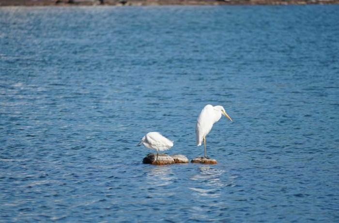 Birdwatching al Parco dei Nebrodi