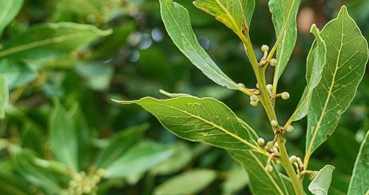Le Processioni e Feste religiose a Messina tra Ionio e Peloritani