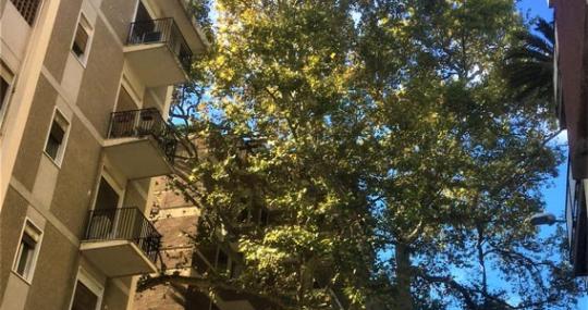  L’Albero di Garibaldi - Messina