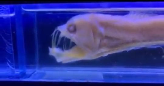 La fauna marina dello Stretto e le migrazioni