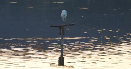 Birdwatching al Parco dei Nebrodi